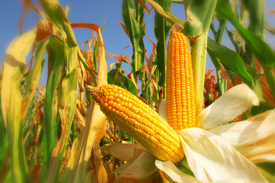 fot. shutterstock Szwajcarski producent GMO ma zapłacić 218 mln dol. kary