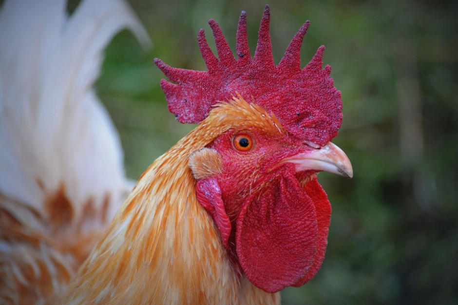 Francuski resort rolnictwa potwierdza przypadek zaraźliwej ptasiej grypy