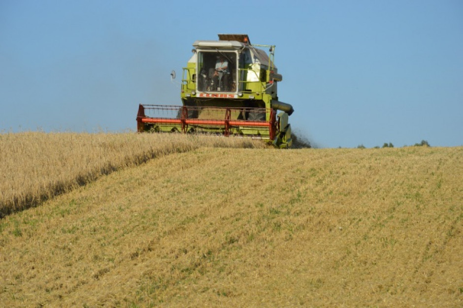 Organizacje rolnicze publikują prognozy zbioru zbóż