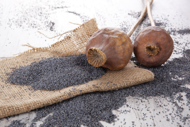 fot. shutterstock Uprawa maku niskomorfinowego: Nie będzie uproszczenia przepisów