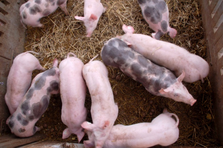Podejrzenie ASF w fermie liczącej ponad 1000 sztuk świń