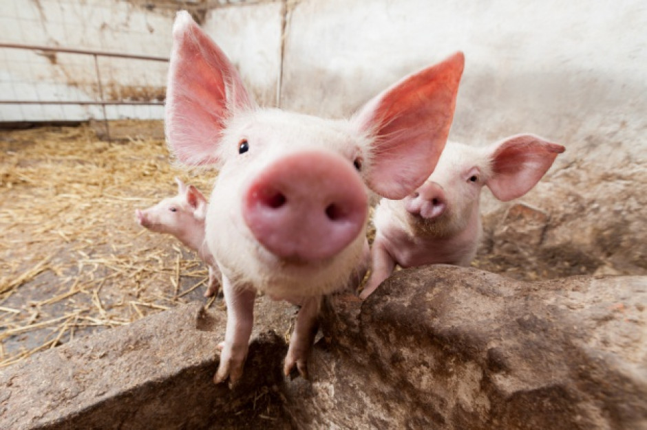 Rośnie produkcja świń i uboje, ale nie w Unii Europejskiej