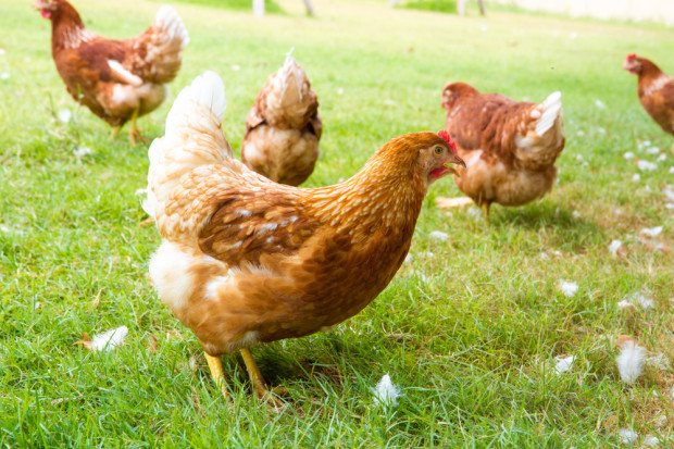 fot. shutterstock USA: Producenci jaj z chowów alternatywnych notują straty