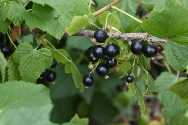 fot. redakcja www.sadyogrody.pl Rozpoczął się skup czarnej porzeczki. Plantatorzy niezadowoleni z cen