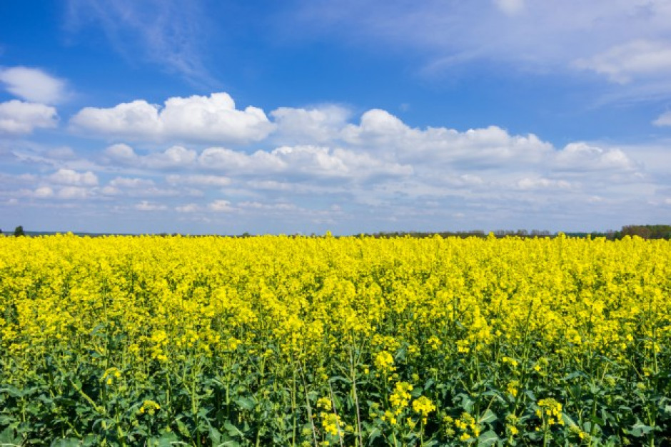 Fot. Shutterstock USDA: Wzrost prognozy światowej produkcji nasion oleistych w sezonie 2017/2018