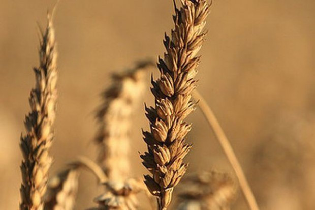 Fot. Shutterstock USDA: Wzrosła prognoza światowej produkcji zbóż paszowych, lekko spadła pszenicy