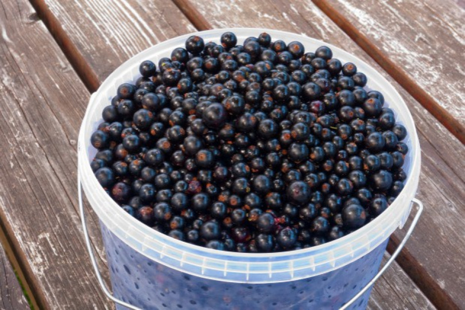 Fot. Shutterstock Rozpoczął się sezon na czarne porzeczki. Kosztują 8-10 zł/kg
