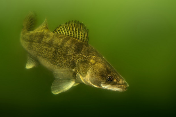 fot. shutterstock Szwedzkie połowy sandacza z certyfikatem MSC