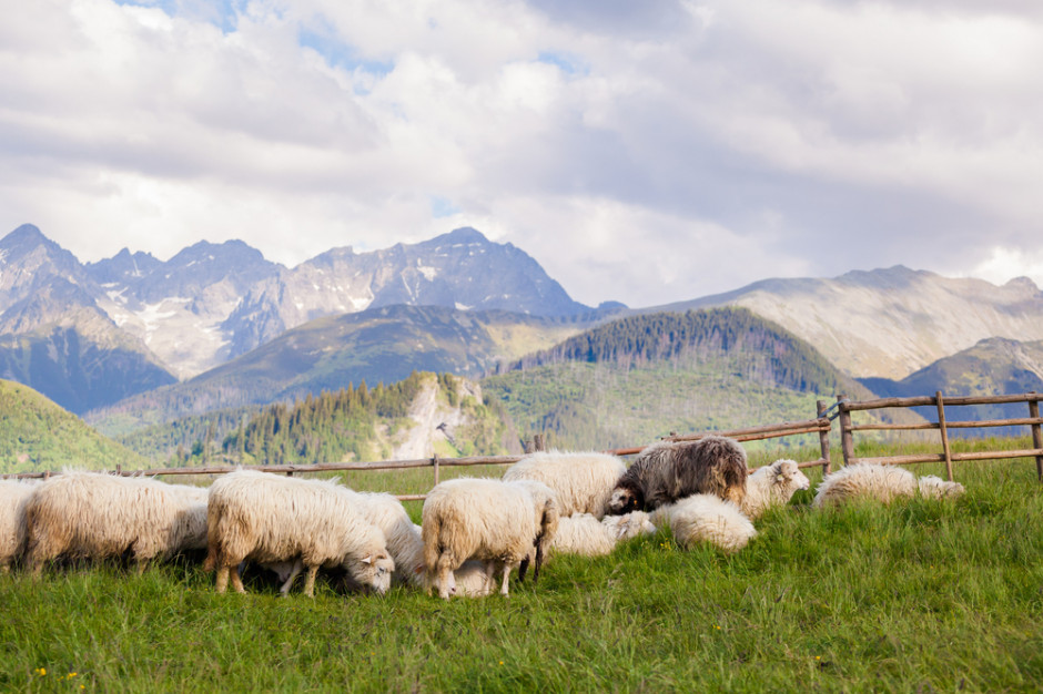 fot. shutterstock Przyszli bacowie kończą kurs przygotowujący do pracy na podhalańskich halach