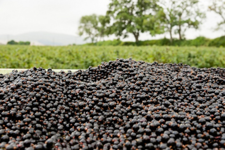 fot. shutterstock Trudny sezon dla producentów czarnej porzeczki