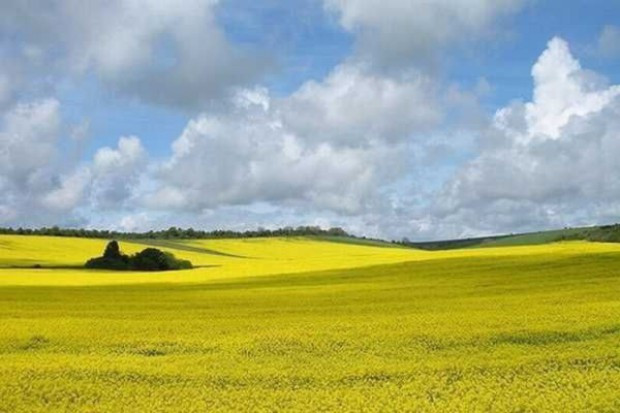 fot. shutterstock Światowa produkcja rzepaku wzrośnie po trzech latach spadku