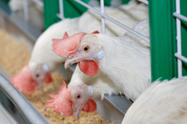 fot. shutterstock Branża drobiarska dba o swój PR, ale czy nie za bardzo?