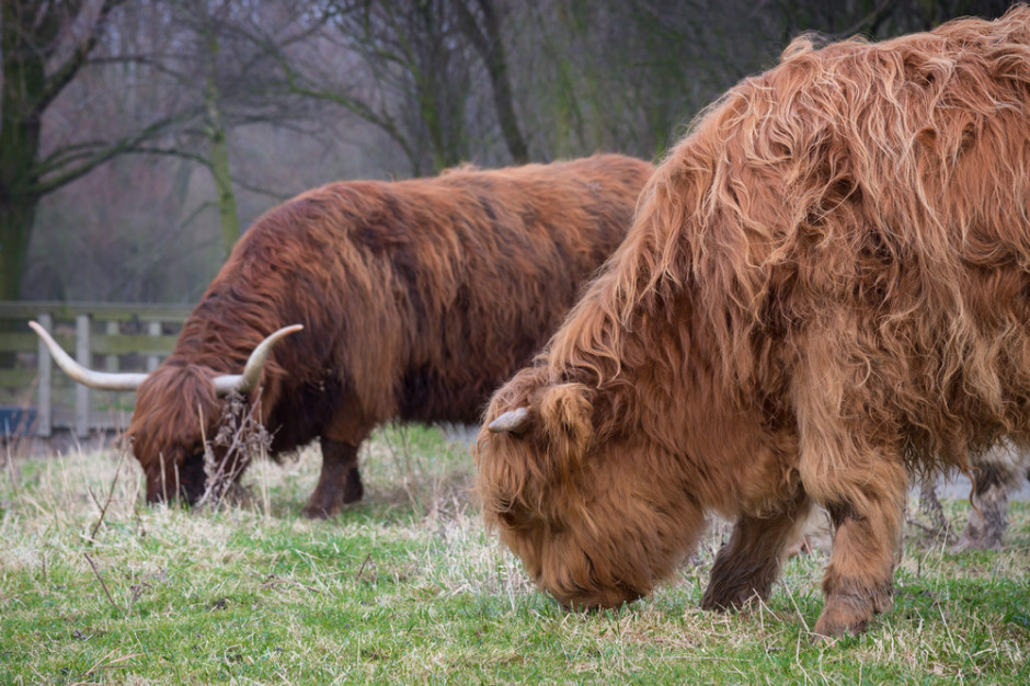 fot. shutterstock Highland Cattle.