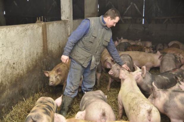 fot. Farmer.pl Likwidacja przydomowego chowu trzody lekarstwem na ASF?