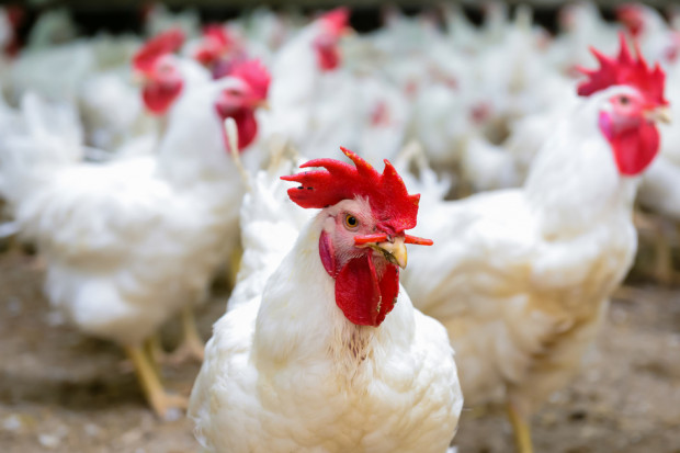 fot. shutterstock Nowy ptasi wirus