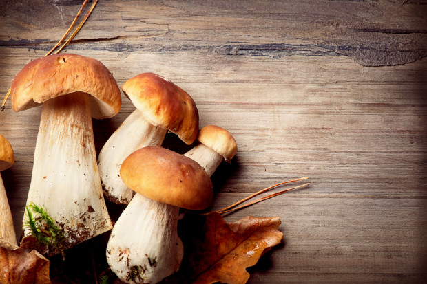 fot. shutterstock Grzyby: Polsko-słowacka wojna w lasach
