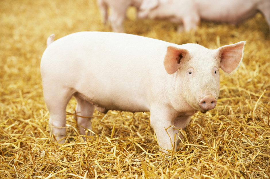 Fot. shutterstock ARiMR przyjmuje wnioski o rekompensaty za rezygnację z hodowli świń