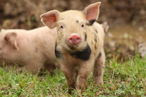 fot. shutterstock ARR: Wieprzowina nie stanieje