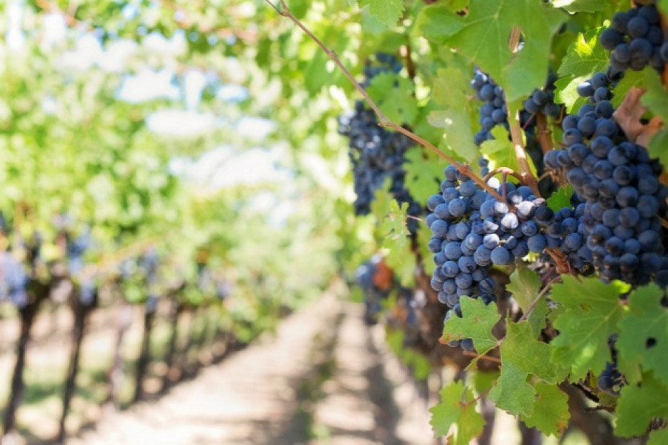 fot. shutterstock Włochy: Upały powodem wczesnego winobrania