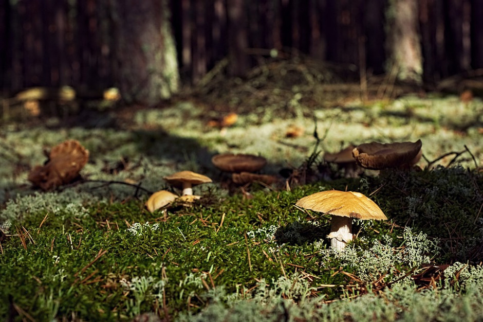 fot. pixabay.com Lekarze apelują:aby zbierać tylko takie grzyby, które dobrze znamy