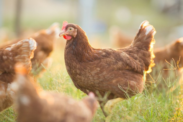 fot. shutterstock KE chce spotkania państw UE w sprawie skandalu z jajami