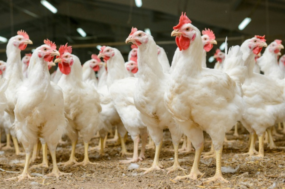 fot. shutterstock Władze Holandii badają mięso kurcząt z farm, gdzie pojawiły się jaja skażone fipronilem