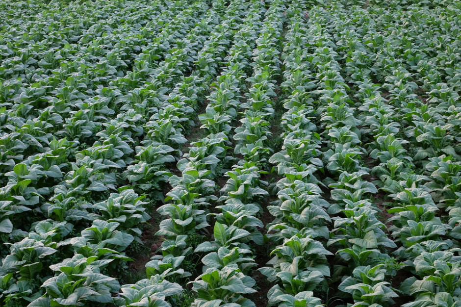 fot. shutterstock Plantacje tytoniu: Rolnicy dostaną gwarancję zbytu