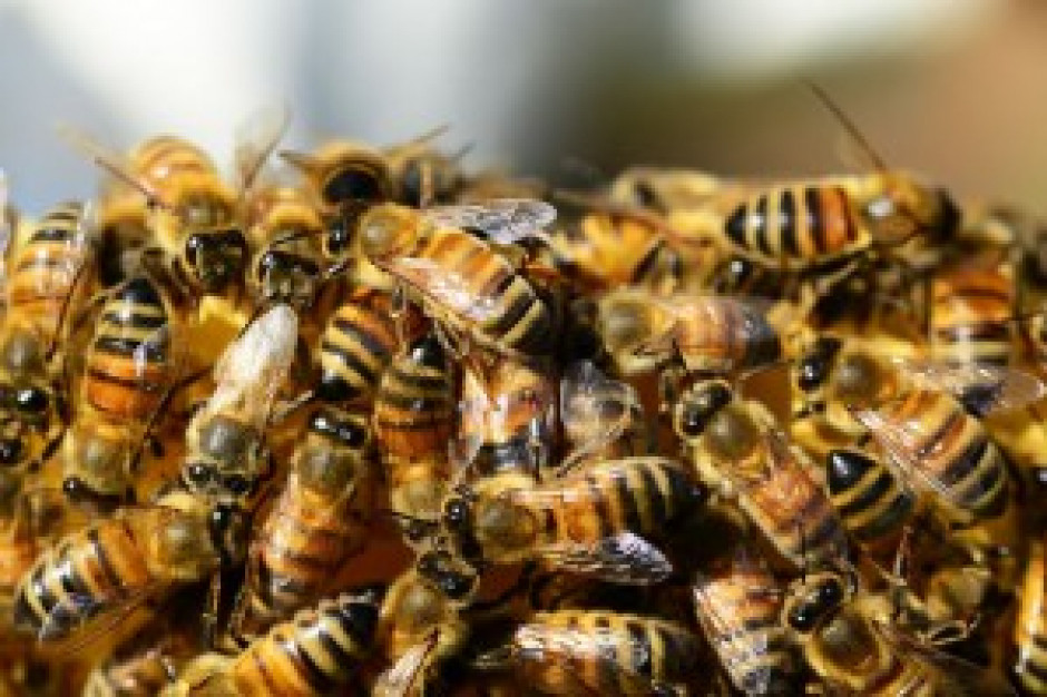 Greenpeace rozpoczyna prace nad narodową strategią ochrony polskich pszczół