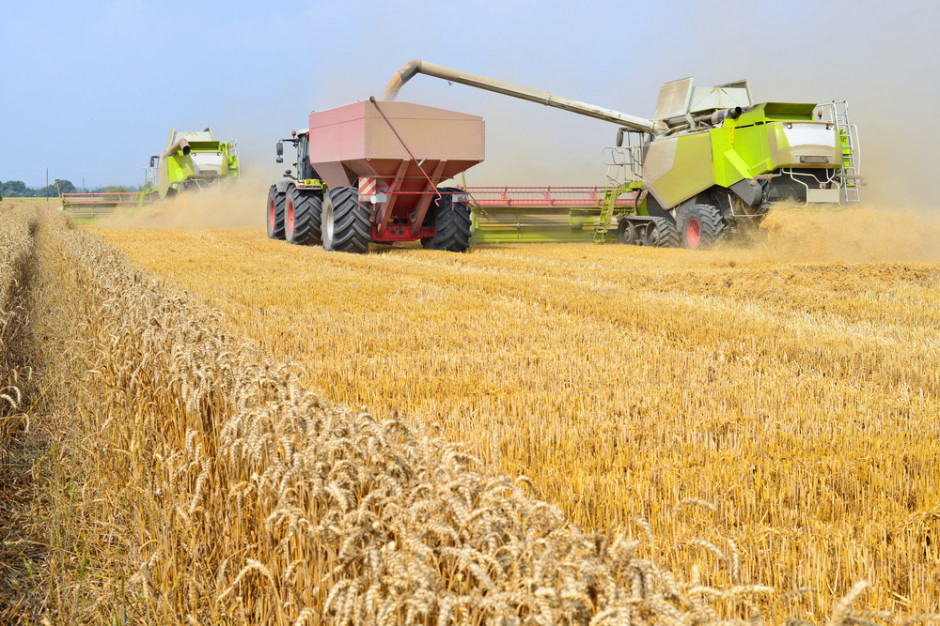 Fot. shutterstock KFPZ: Opóźnienia w żniwach na północy kraju