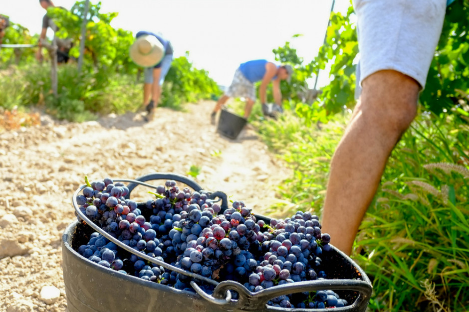 fot. shutterstock Francja: Zbiory winogron będą mniejsze, ale jakość wysoka