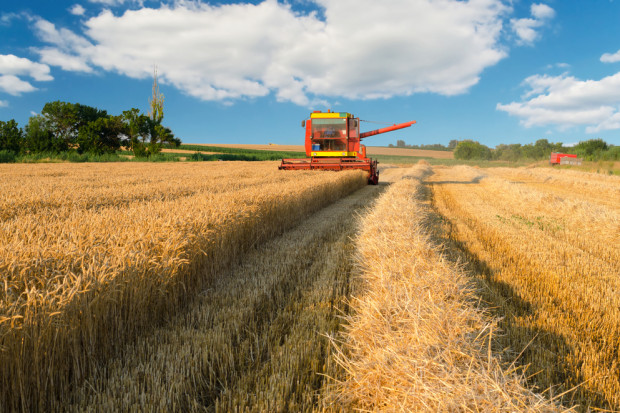 fot. shutterstock KFPZ: Zebrano większość zbóż