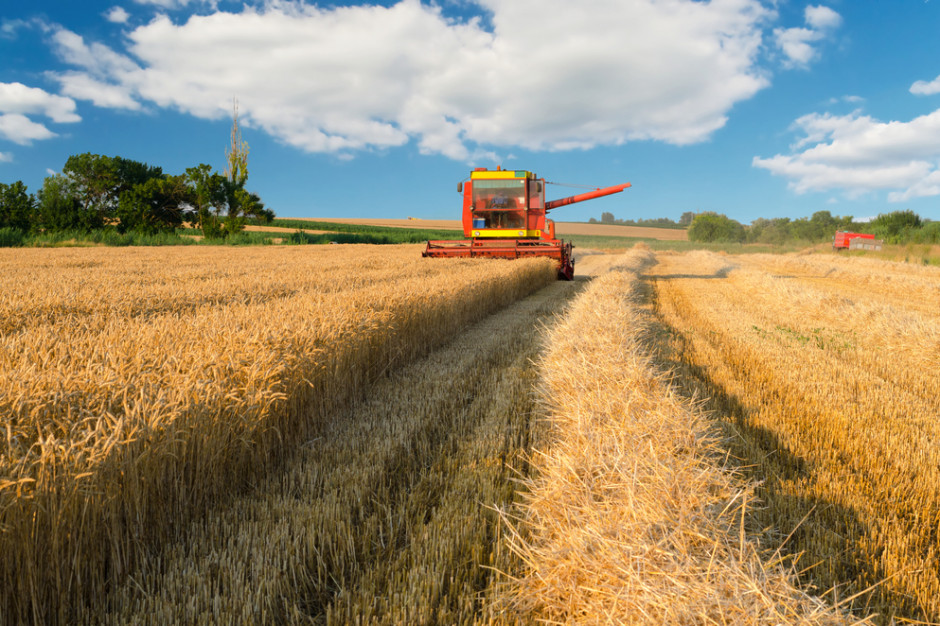 fot. shutterstock KFPZ: Zebrano większość zbóż