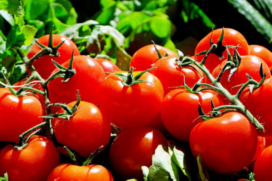 Wielkie obniżki cen polskich pomidorów