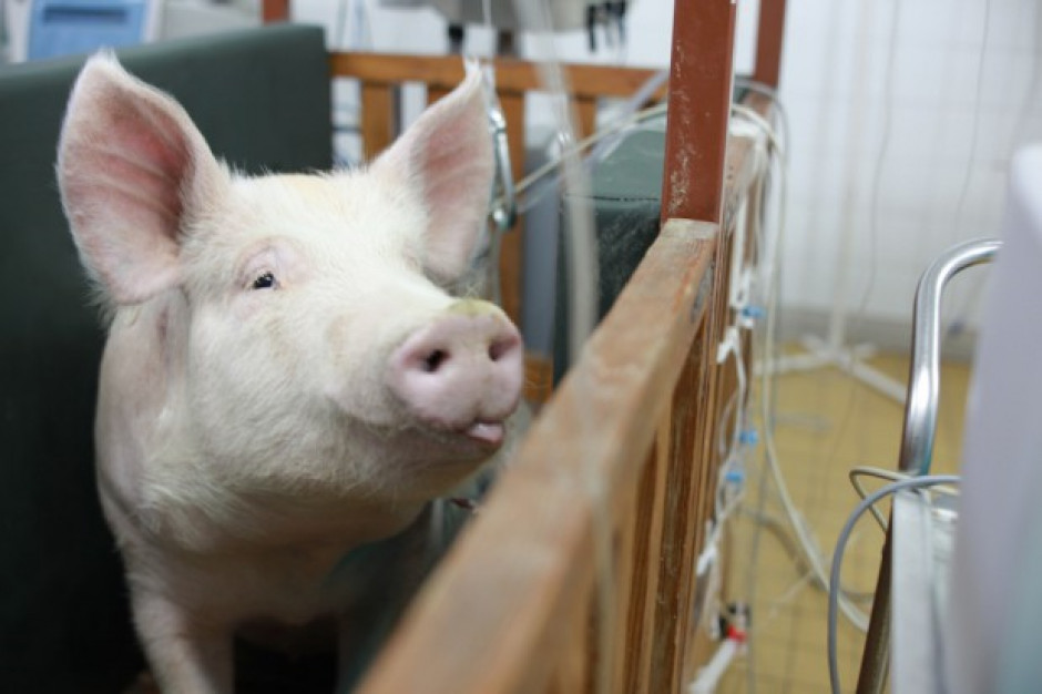 ASF w Polsce: Ponad 1300 rolników z okolic Białej Podlaskiej rezygnuje z chowu świń