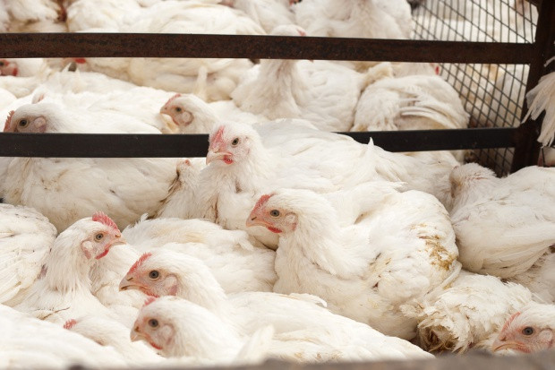 fot. Shutterstock Główny Lekarz Weterynarii: kurczaki z Niemiec skażone fipronilem