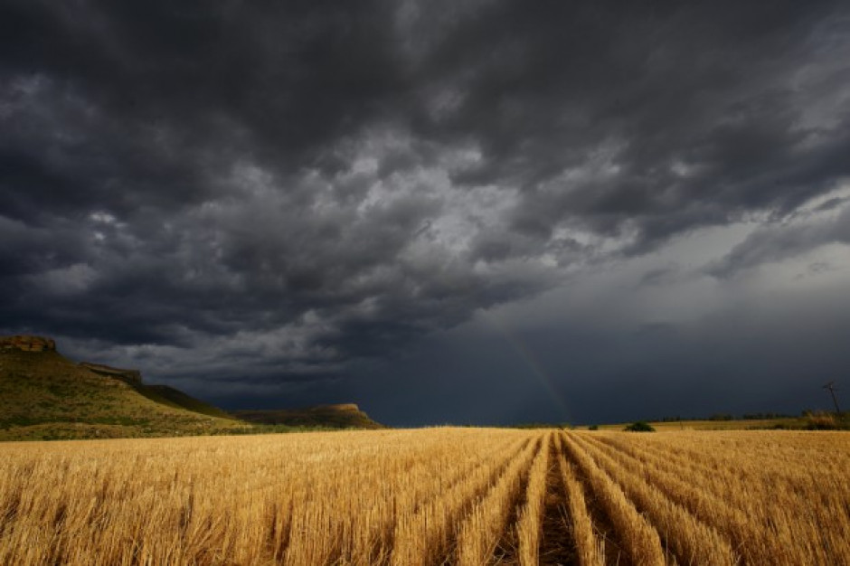 fot. shutterstock MRiRW: ok. 8,5 tys. gospodarstw i 72 tys. ha upraw zniszczonych przez nawałnicę