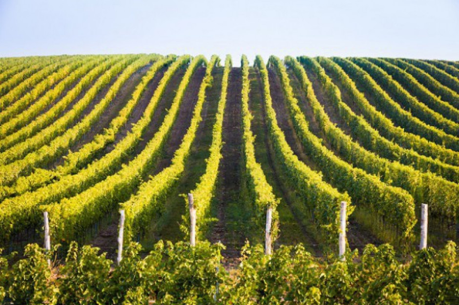 We Francji najmniejsze zbiory winogron od ponad pół wieku