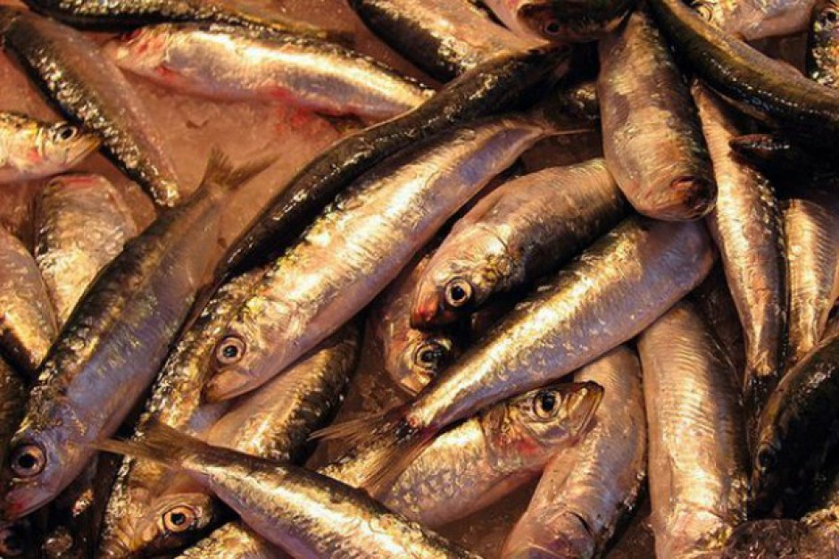 Polscy rybacy będą mogli wyłowić więcej śledzia i łososia, a mniej dorsza