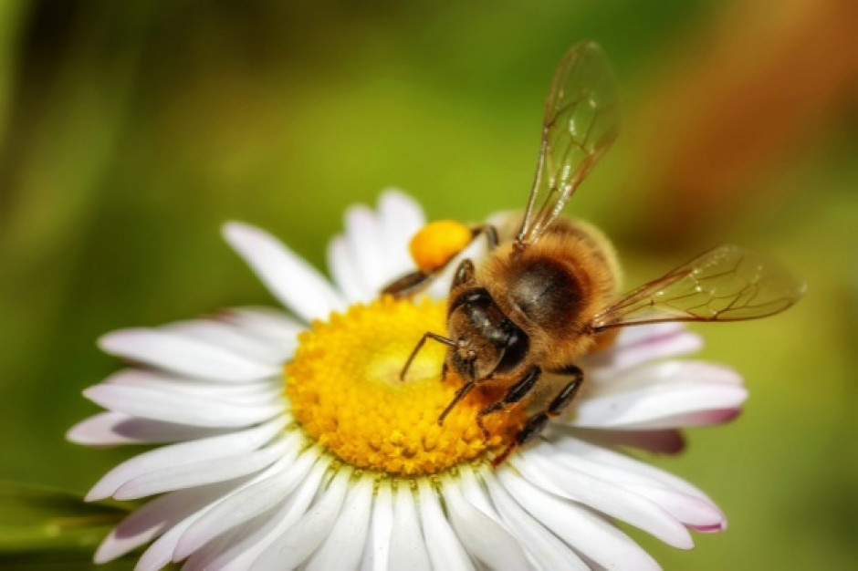 fot. shutterstock Bez pszczół i trzmieli zostaniemy o chlebie i owsiance