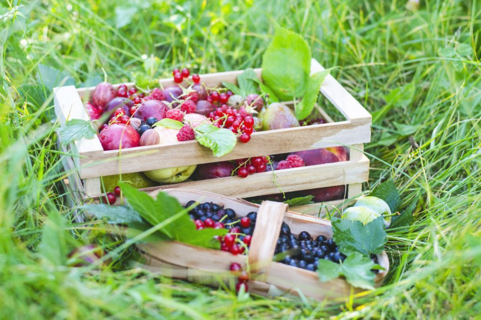 fot. shutterstock.com Już nie tylko jabłka. Sadownicy stawiają na dywersyfikację produkcji