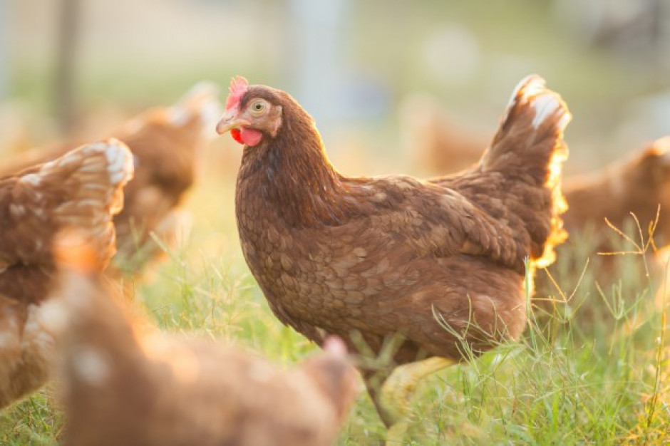 fot. shutterstock De Heus: Producenci i hodowcy drobiu obawiają się nowelizacji ustawy paszowej