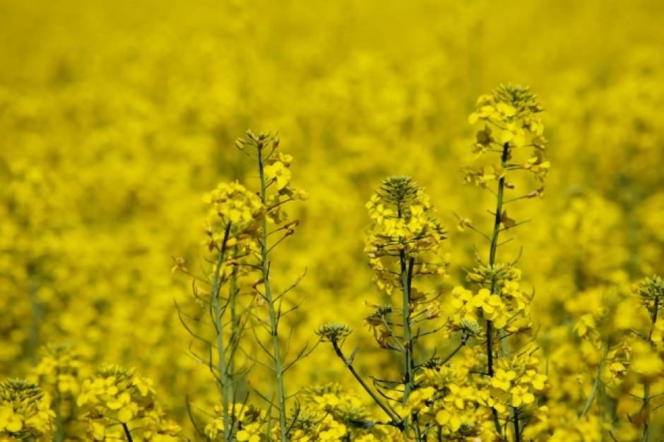 fot. shutterstock Lubuskie: niskie plony rzepaku, słaba jakość zboża