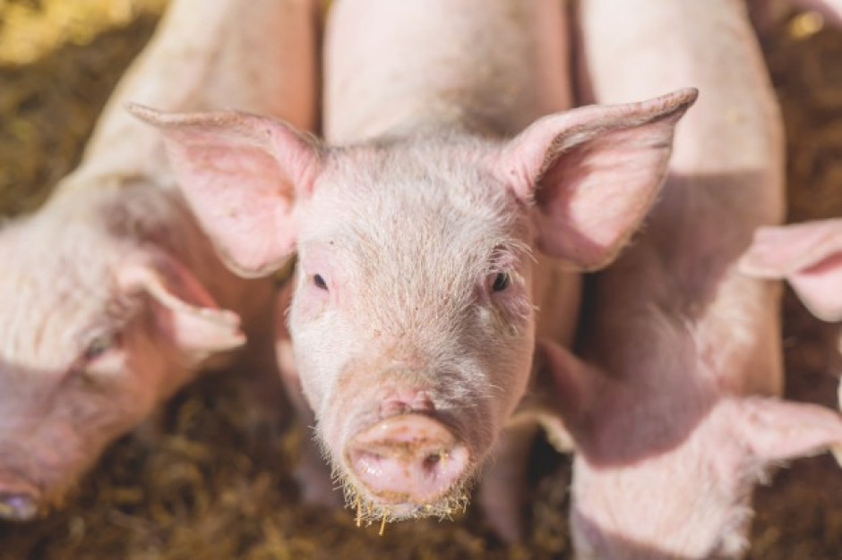 fot. Shutterstock GUS: wzrosła produkcja żywca rzeźnego i jaj, a produkcja mleka bez zmian w 2016 r.