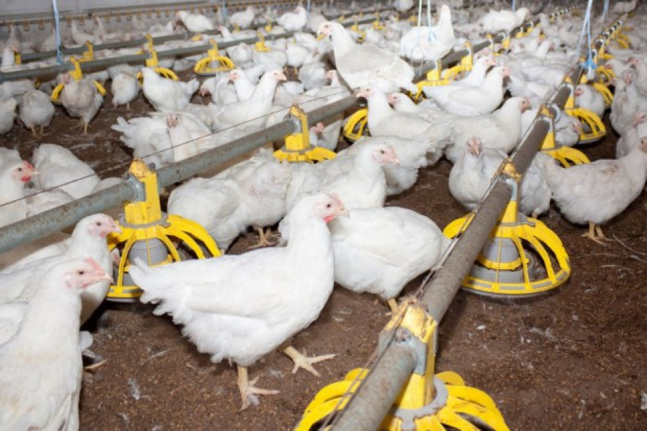 Weterynarze o fipronilu: Zwalczanie pasożytów u drobiu jest trudne