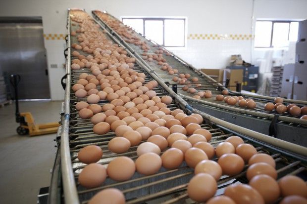 fot. shutterstock IERiGŻ: Opłacalność produkcji jaj uległa znaczącej poprawie