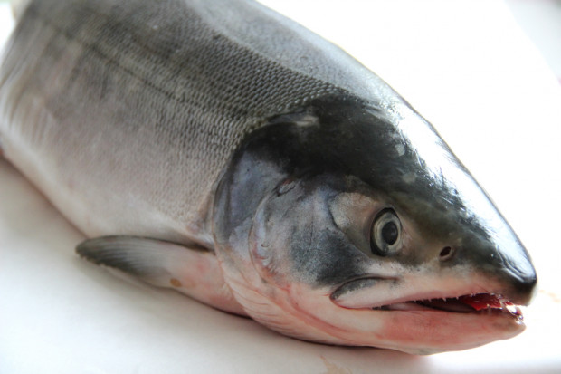 Fot. shutterstock Global Fish rozwija hodowlę łososia