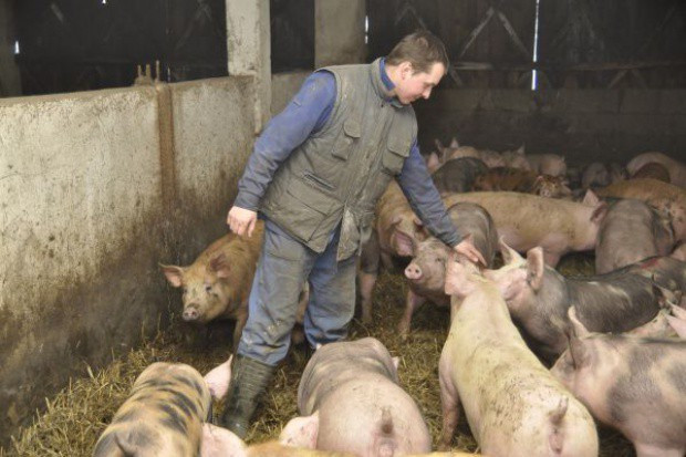 fot za farmer.pl Jak skutecznie zwalczyć ASF w Polsce?