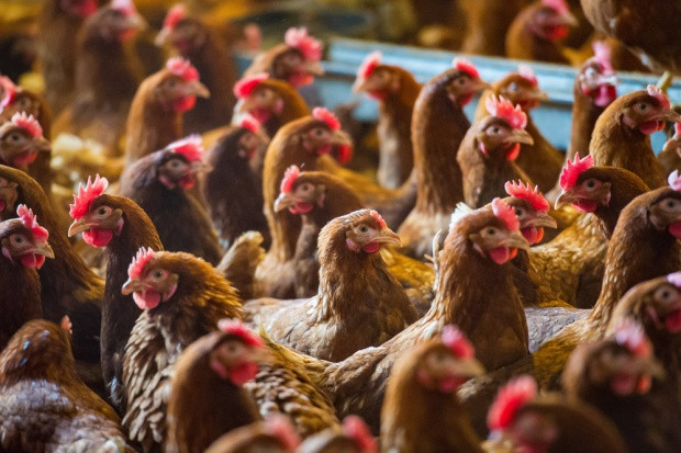 fot. shutterstock Na Kaszubach ma powstać kombinat uboju drobiu