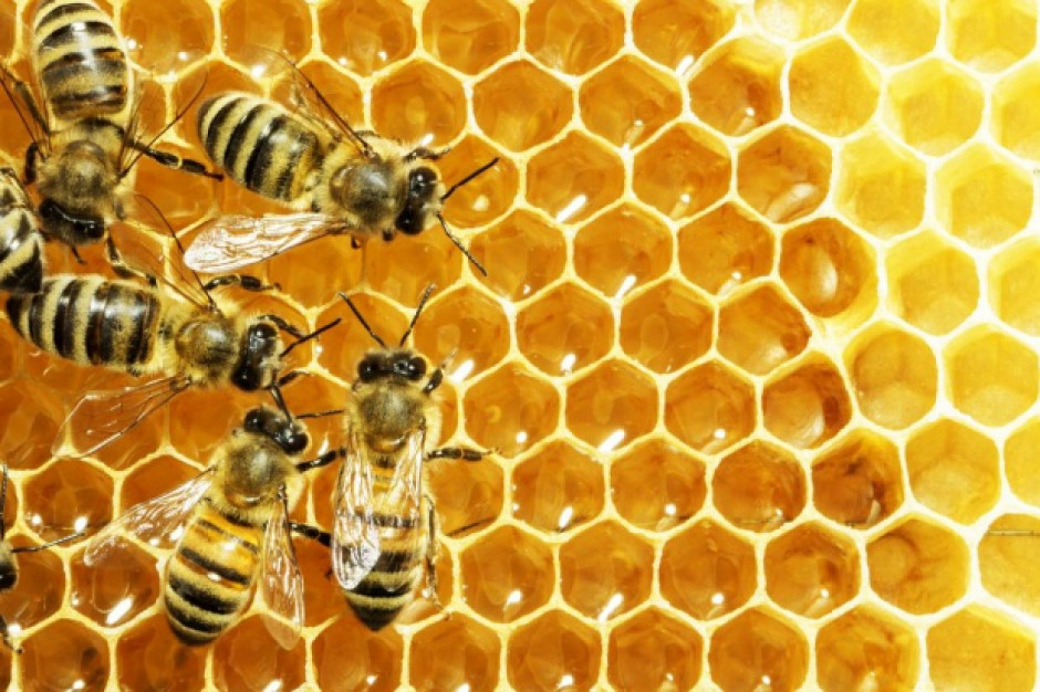 Bardzo słaby sezon pszczelarzy; 6-7 kg miodu z ula