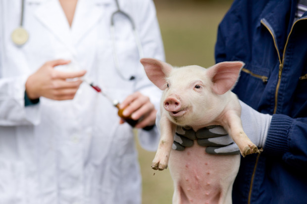 fot. shutterstock Weterynarze: Zakaz handlu w niedziele utrudni leczenie zwierząt